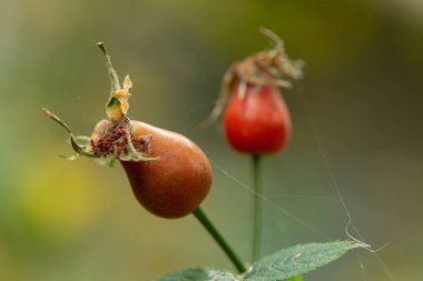 a closeup of two rosehip berries in a web, in the foreground a terracotta berry in focus, in the background a red berry out of focus.