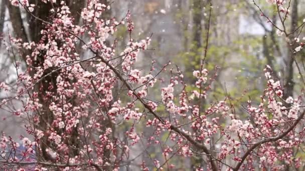 樱桃在2020年4月初意想不到的降雪中开花 Kyiv乌克兰 别出声 — 图库视频影像