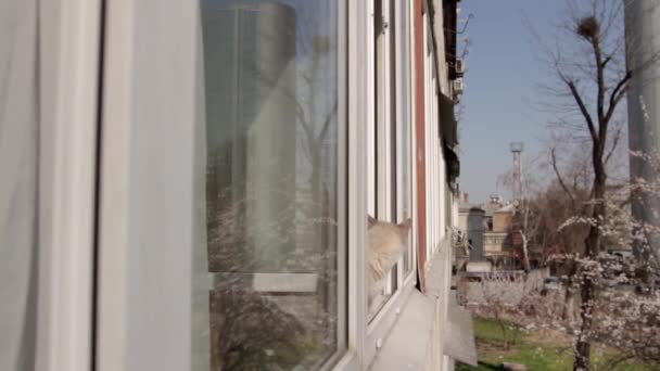 Gray Cat Sits Window Frame Open Window Looks Street Camera — Stock Video