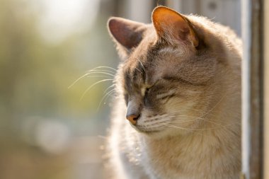 Kapalı gözlü gri kedi pencere çerçevesinde oturur ve bahar akşamları havasının tadını çıkarır, yakın plan.