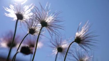 Arka planda mavi gökyüzü ve güneş, sokak çiçeklerine yakın çekim