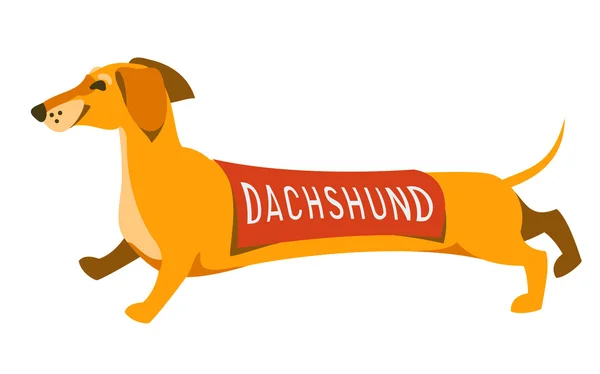 Dachshund engraçado correndo com uma capa e uma inscrição com o nome da raça nas costas . —  Vetores de Stock