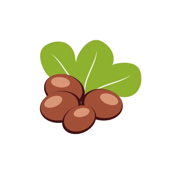 Nueces de karité con ilustración vectorial hojas verdes . — Vector de stock