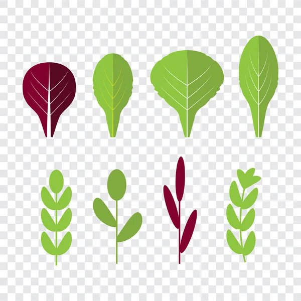 Ingredientes de salada. Legumes folhosos. Orgânico e vegetariano, borragem e radichio —  Vetores de Stock