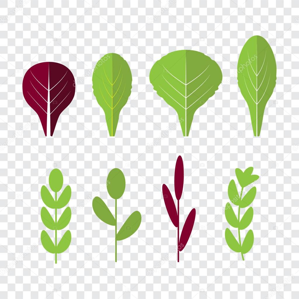 Salad ingredients . Leafy vegetables. Organic and vegetarian, borage and radichio