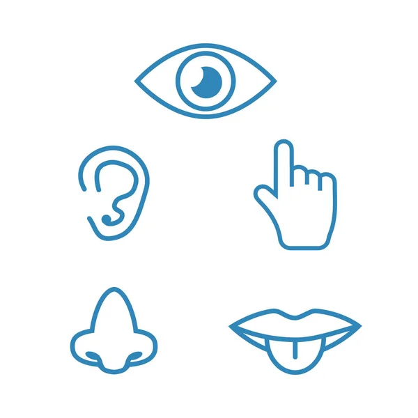 Icon human senses: vision, smell, hearing, touch, taste. Icons s — Stock Vector