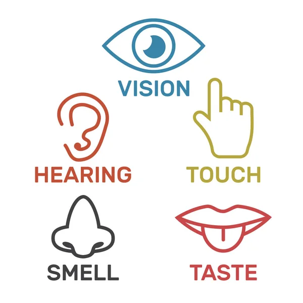 Pictogram menselijke zintuigen: visie, gehoor, geur, aanraking, smaak. Pictogrammen s — Stockvector