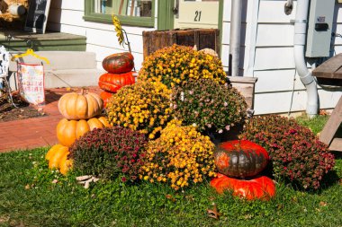 Güz Pumpkins ve bitkiler