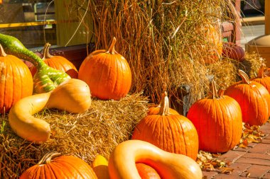 Kapatmak yukarıya-in sonbahar kabak göstermek ile saman balya