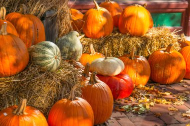 Sonbahar kabak göstermek ile saman balya
