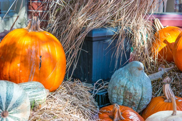 Sonbahar kabak görünümünü kapat