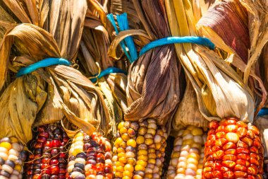 Satılık çok renkli Mısır