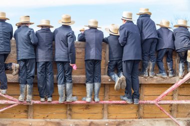 Amish izlerken at açık artırma