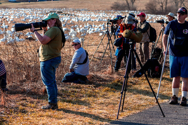 Winter Geese Photographers