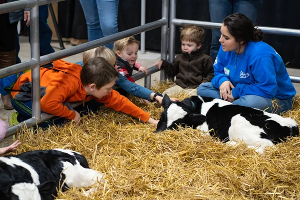 New Born Baby Calves — 스톡 사진