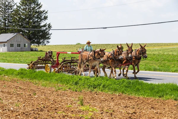 Amish Farmer con el equipo de caballos — Foto de Stock