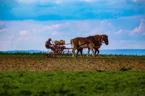 Ronks, PA / USA - June 27, 2017: An Amish farmer in Lancaster County tends to plants in a field using horses to pull his sprayer.