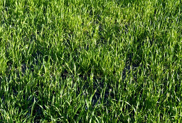 Campo de trigo verde na primavera. — Fotografia de Stock