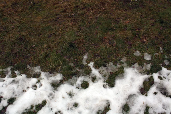 Sneeuw op gras. — Stockfoto