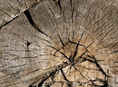 Yüzeyi eski ağaç kesmek. 