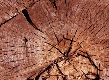 Yüzeyi eski ağaç kesmek. 