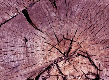 Ağaç kesme yüzeyi eski pembe tonlu. 