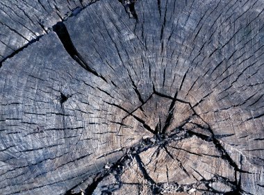 Eski mavi tonda Ağaç kesme yüzeyi. 