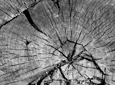 Eski siyah beyaz Ağaç kesme yüzeyi. 