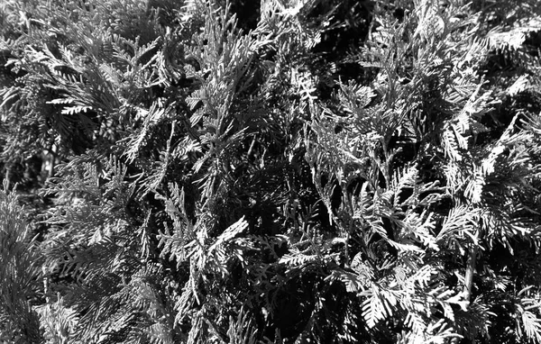 Primo piano thuja in bianco e nero . — Foto Stock