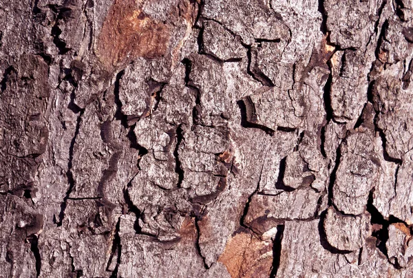 Texturu kůra stromu. — Stock fotografie