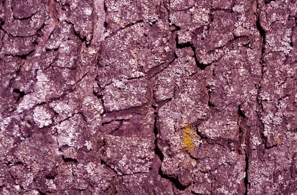 紫罗兰色调树树皮纹理. — 图库照片