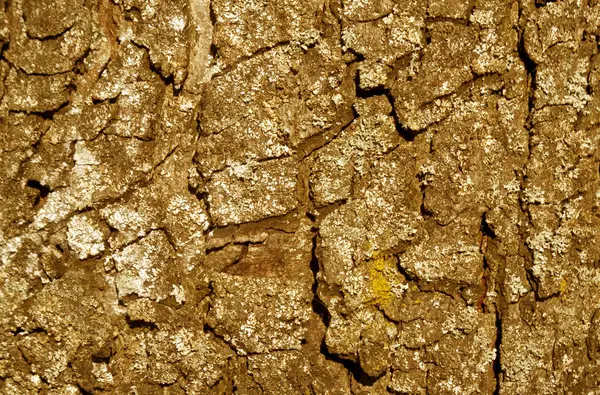 Textura de corteza de árbol tonificado naranja . —  Fotos de Stock