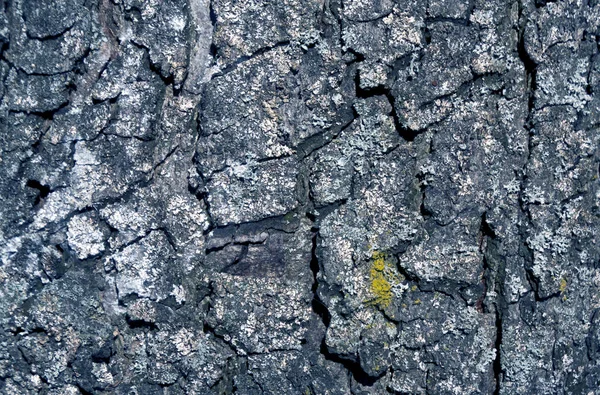 Texture d'écorce d'arbre tonique bleue . — Photo