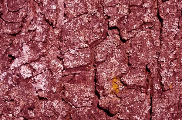 Textura de corteza de árbol tonificada rosa . —  Fotos de Stock
