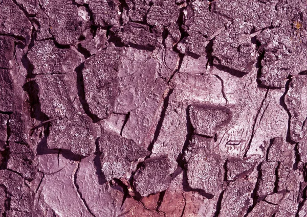 Superficie de corteza de árbol tonificada violeta . —  Fotos de Stock