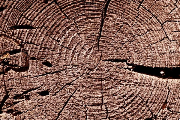 Vermelho tonificado velha árvore corte textura . — Fotografia de Stock