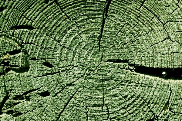 Verde tonificado árvore velha corte textura . — Fotografia de Stock
