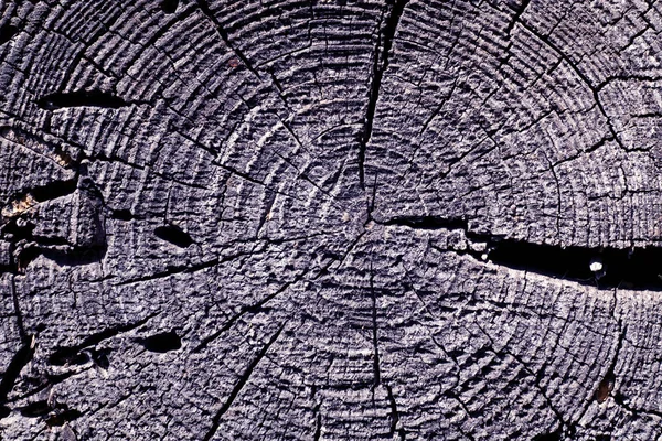 Azul tonificado árvore velha corte textura . — Fotografia de Stock