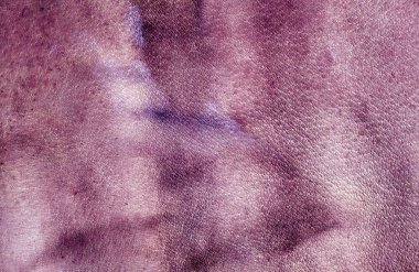 Menekşe renk leasther yüzey yıpranmış. 