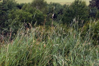 yabani yeşil otlar ve ağaçlar
