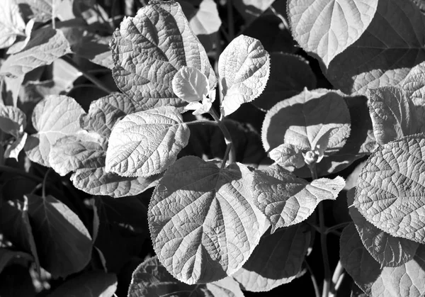 Siyah ve beyaz bush doku bırakır. 