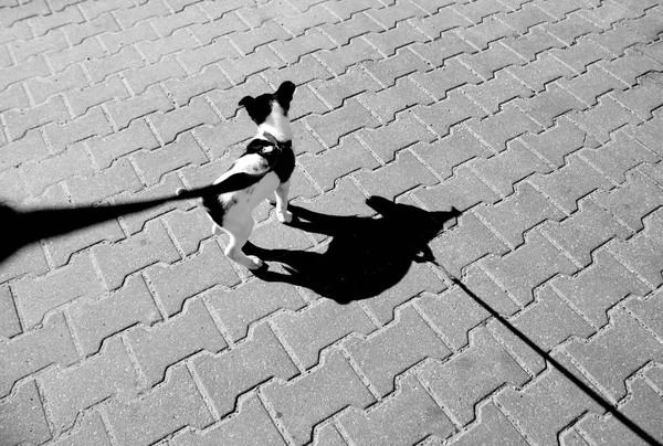 Pequeño cachorro con correa y su sombra en el pavimento en negro y whi — Foto de Stock