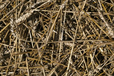 Buğday saman yığını doku.