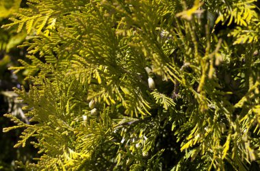 Mazı (bitki) bulanıklık etkisi ile yaprakları.