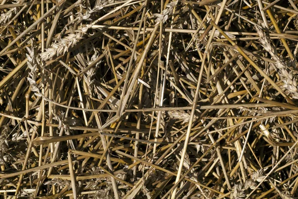 Buğday saman yığını doku.