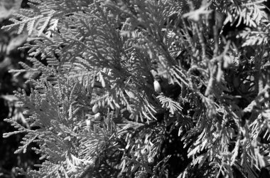 Mazı (bitki) yaprakları siyah beyaz bulanıklık etkisi ile