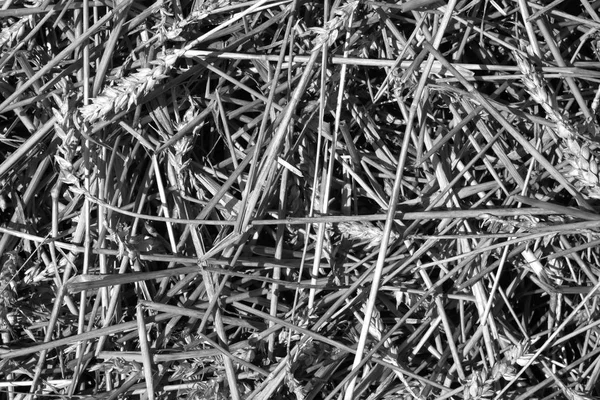 Pšeničná sláma hromadu texturou v černé a bílé — Stock fotografie