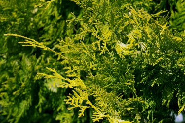 Bulanıklaştırma efekti ile yeşil mazı yakın çekim.
