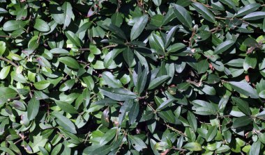 Yeşil renk bush yaprakları desen. 