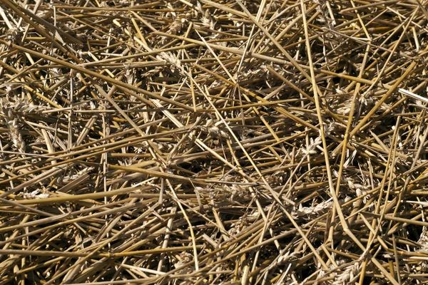 Cortar patrón de pila de paja de trigo . — Foto de Stock